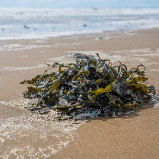 Pile of seaweed on sandy beach near water line