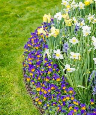 flower bed with spring flowers