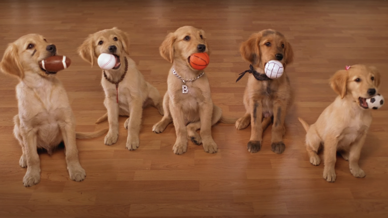 Puppies with balls in Air Buddies
