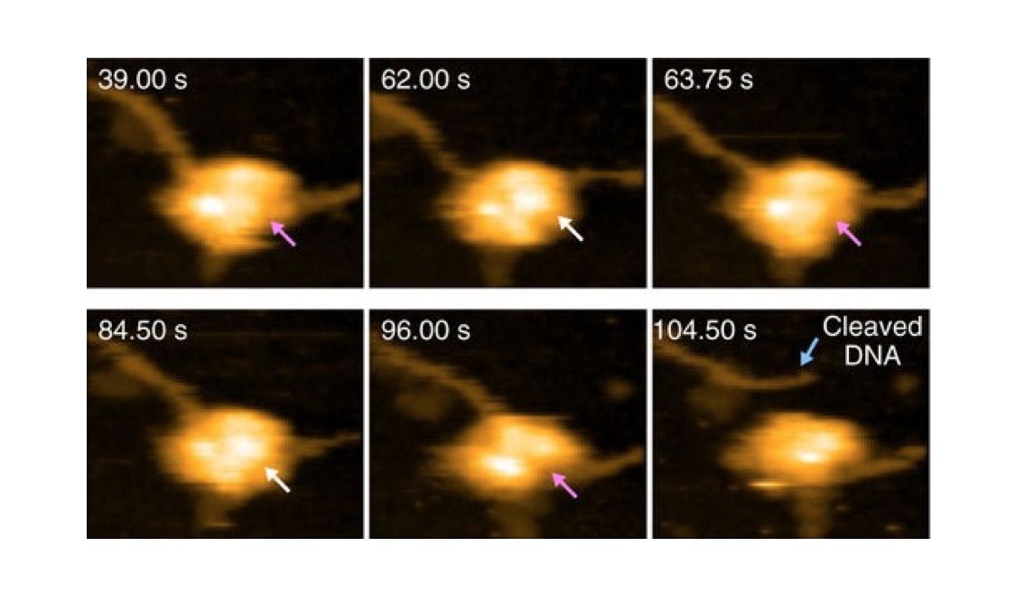 Stills from the video that shows CRISPR in action.