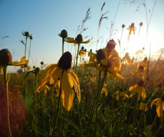 Yellow flowers with drooping petals in a field