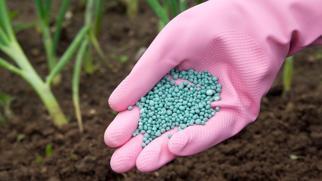 A gloved hand holds fertilizer pellets