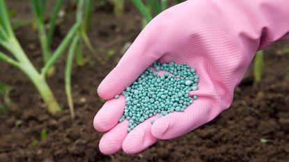 A gloved hand holds fertilizer pellets