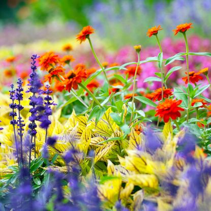 purple, yellow, orange and pink flowers