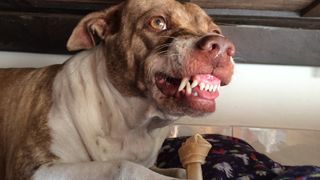 Dog guards a bone held between his two front paws