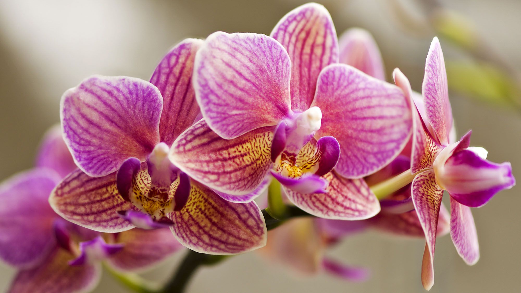 What Your Orchid Needs in October – These 6 Quick Checks Are Key to Triggering More Blooms