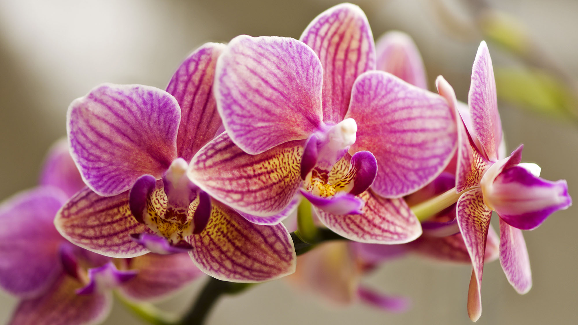 Pink phalaenopsis orchid flowers up close