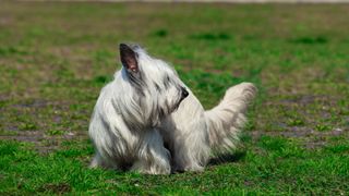 Skye terrier