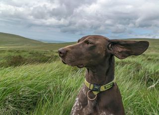 A German Shorthaired Pointer enjoying the wind blowing in her ears on the Preseli Hill in Pembrokeshire (©Alamy)