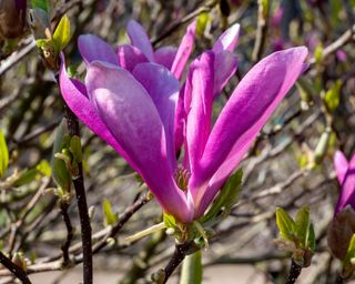 Magnolia 'Jane' in flower