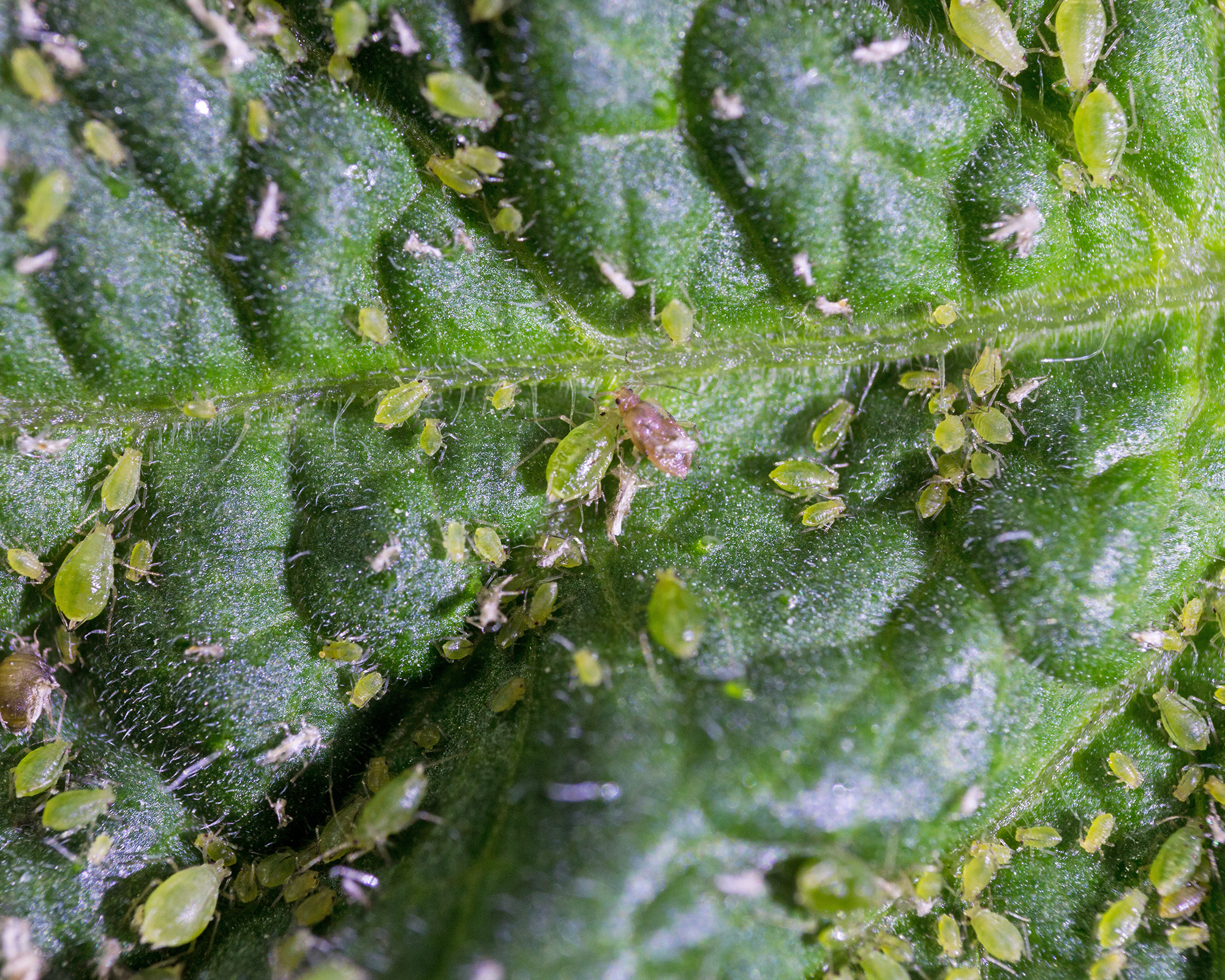 Aphids on tomato leaf