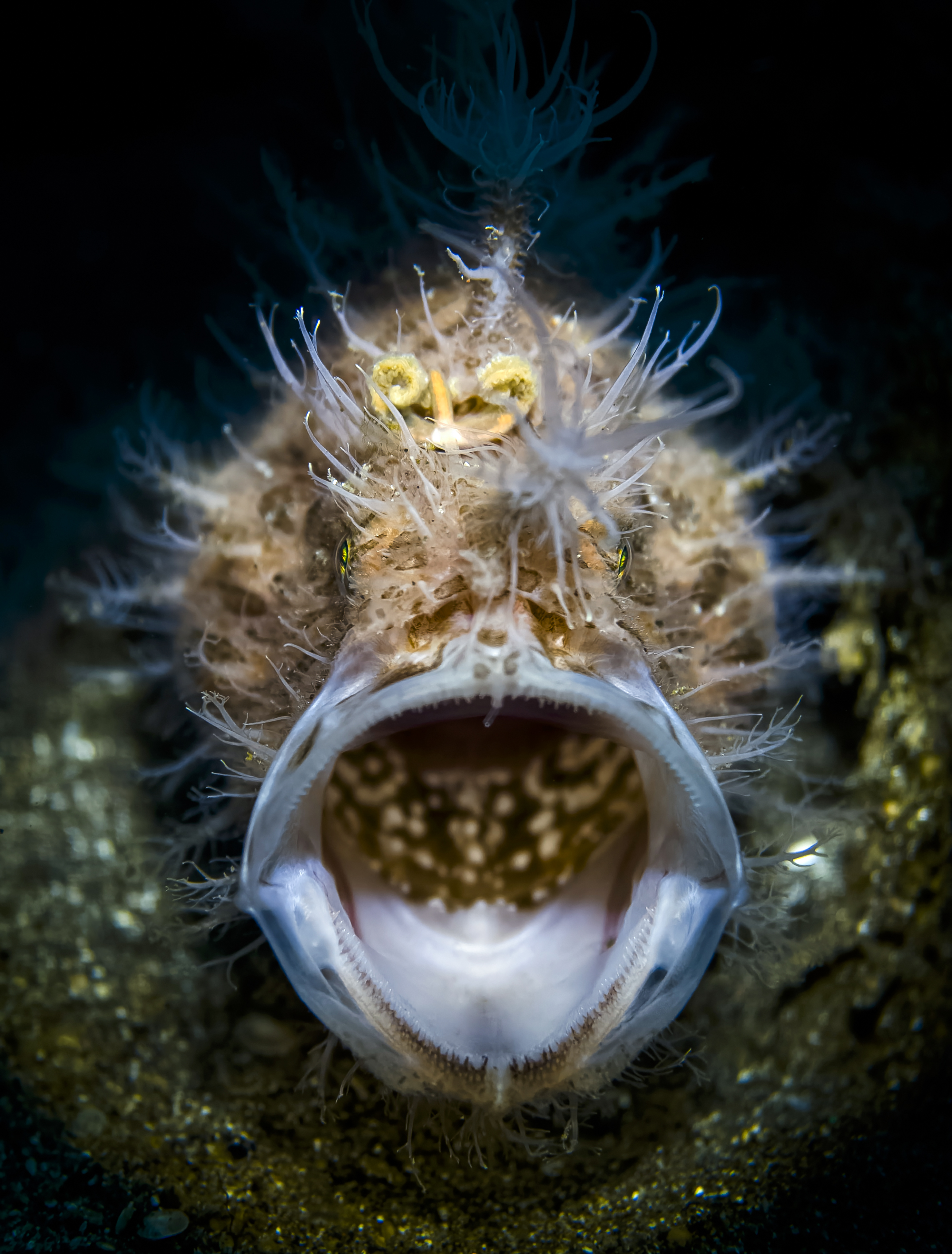 Winner of the Smartphone Category, a frogfish with its mouth open