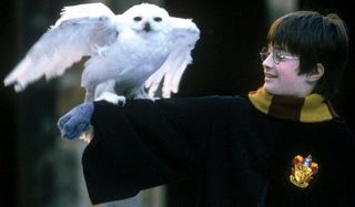 Hedwig Harry Potter