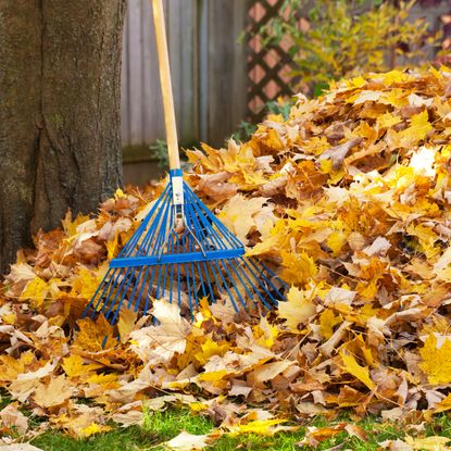 Pile of leaves and a rake leaning against a tree