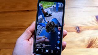 TikTok playing video of a squirrel