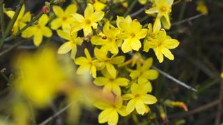 yellow winter-flowering jasmine