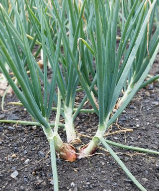 Shallots growing in a vegetable garden