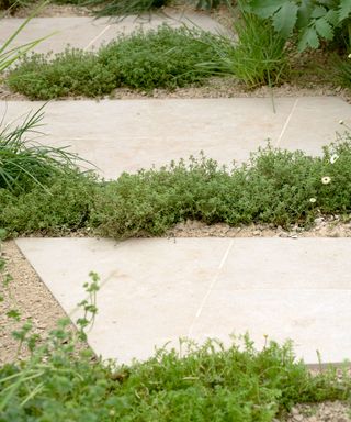 paving interplanted with ground cover plants