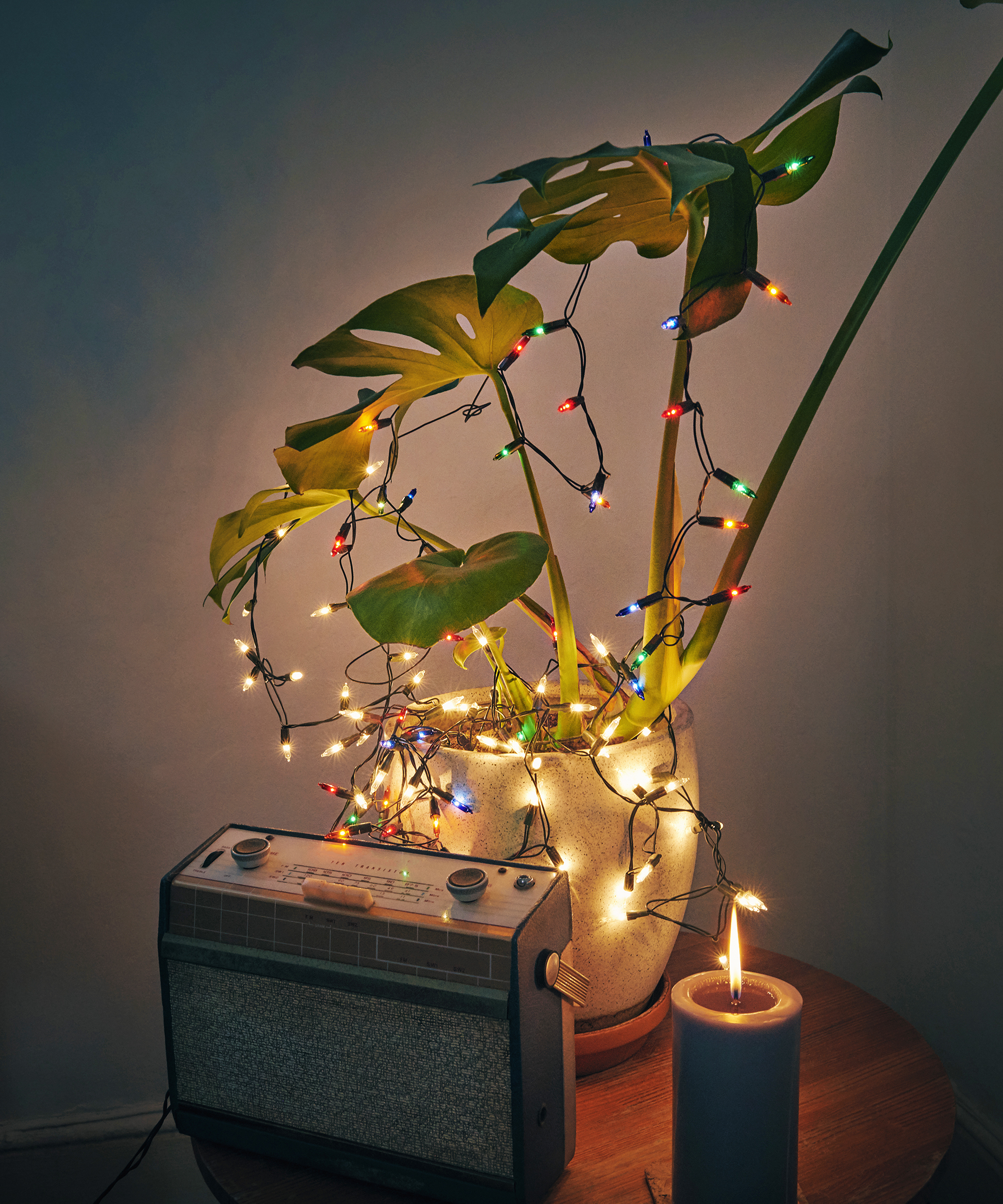 Houseplant plant with string light
