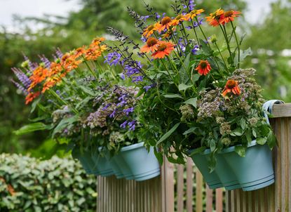 flowers growing in a hanging box