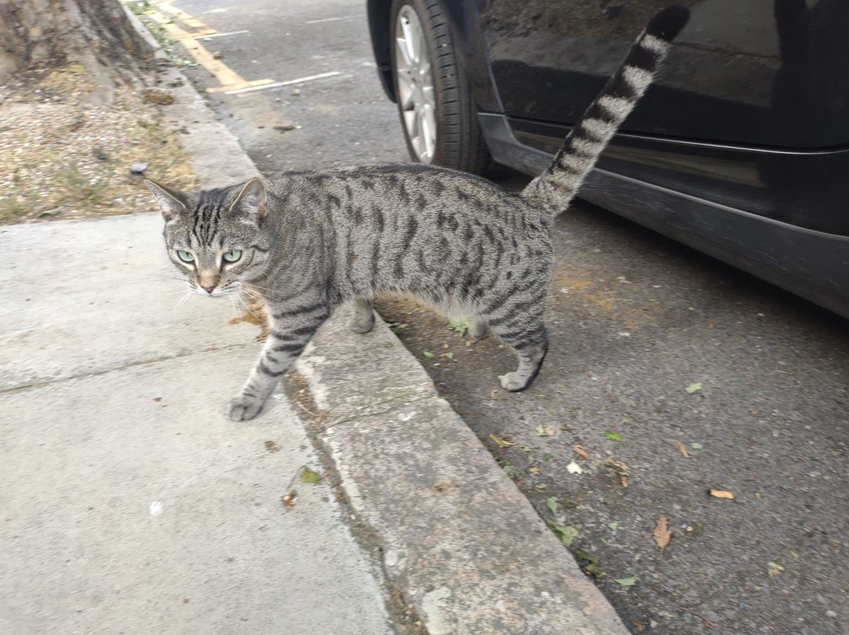 Cat