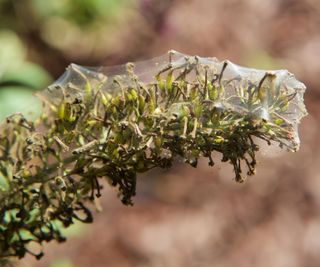 Spider mite webs on a fir leaf
