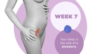 Pregnancy week by week 7