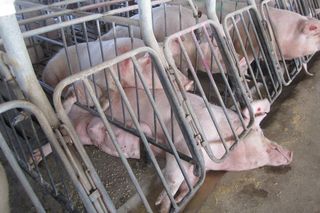 Confined pigs, animal cruelty