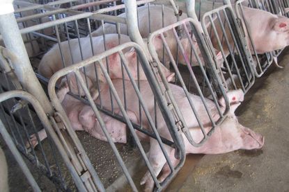 Confined pigs, animal cruelty