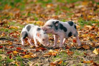 little piglets in nature