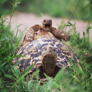 turtle hitching a ride