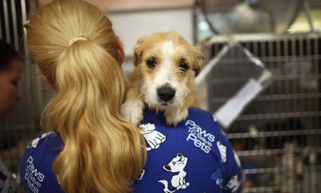 Dog at vet