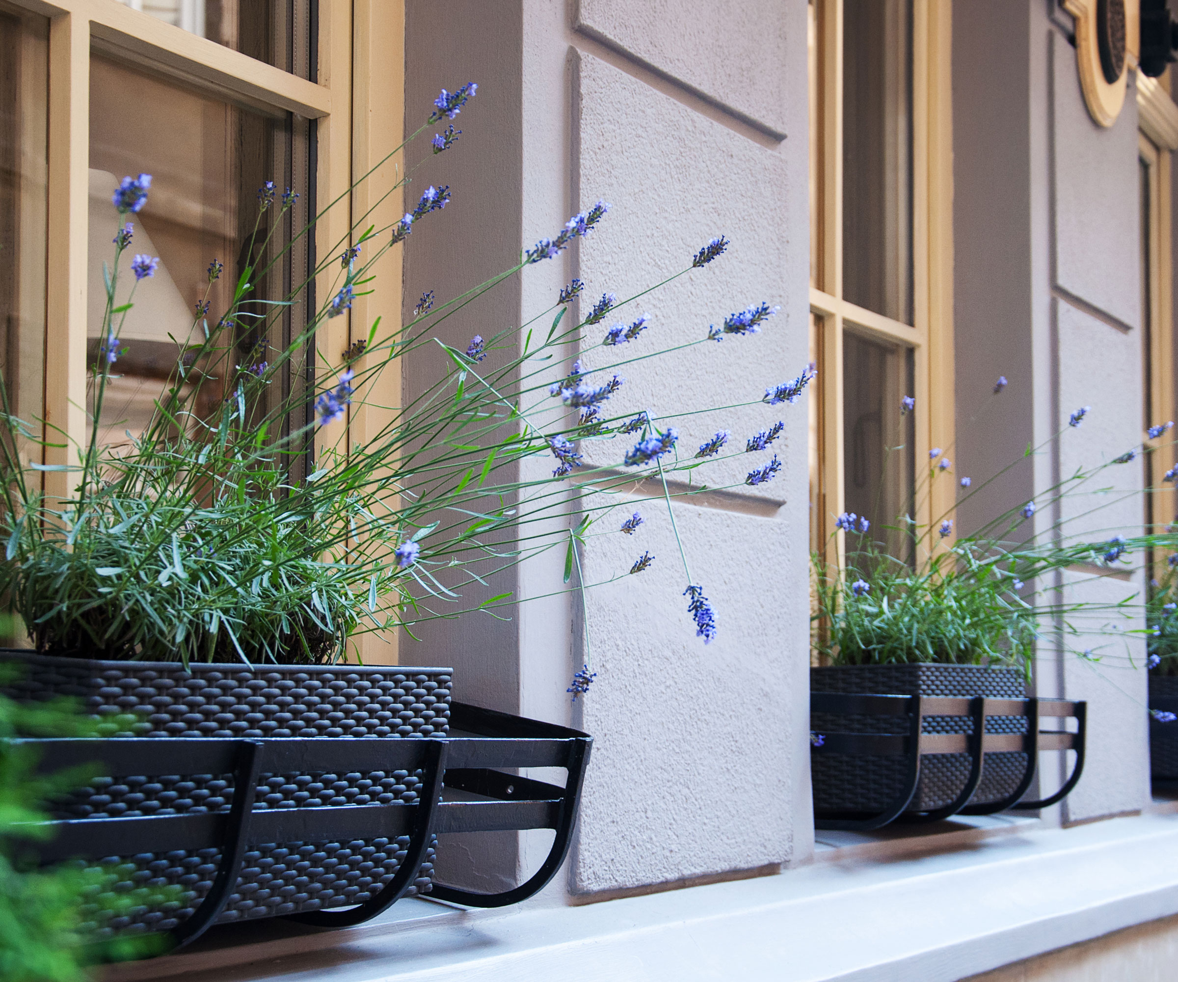 lavender plants on window of shady wall