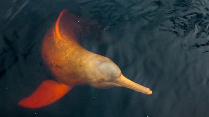 Endangered pink dolphin in Brazil&#039;s Amazon