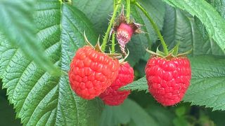 how to lower blood sugar: raspberries
