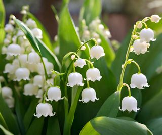 lily of the valley in full bloom