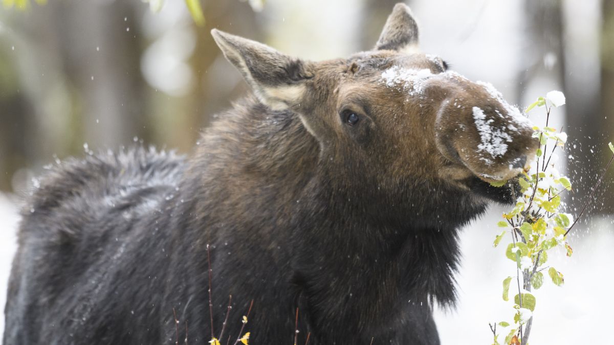 Cow moose grazing in snowy weather