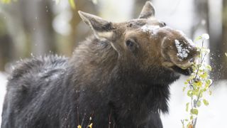 Cow moose grazing in snowy weather