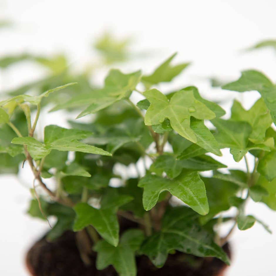 Hedera Helix
