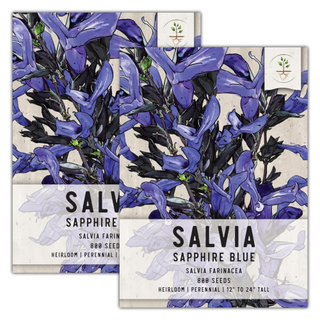 A set of two sachets of salvia seeds