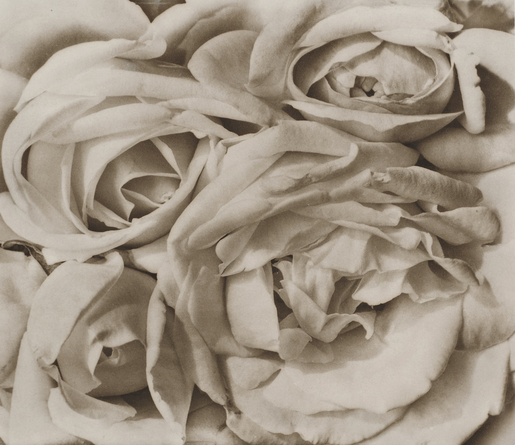 A tight, top-down photographic composition of several full-bloom roses, focusing on the soft, layered textures of the petals and the delicate play of light and shadow in sepia tones.