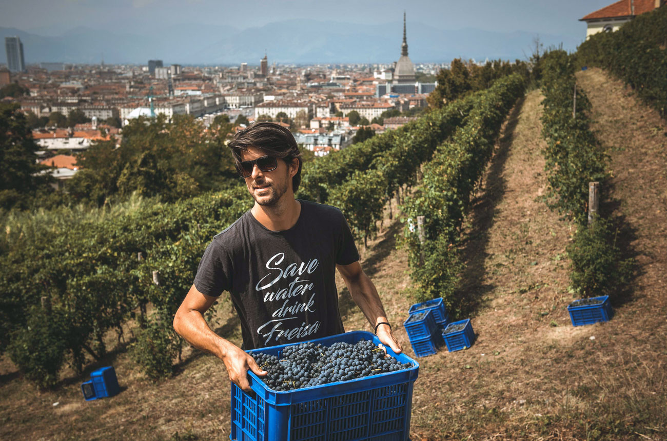 Luca Balbiano harvesting grapes overlooking Turin