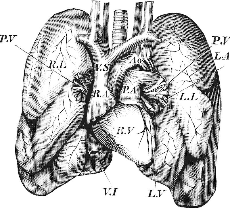 A vintage engraving of a human heart and lungs.