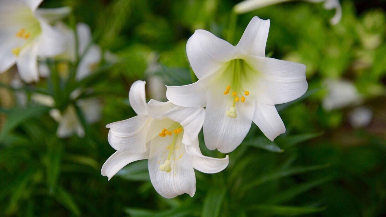 easter lily flowers