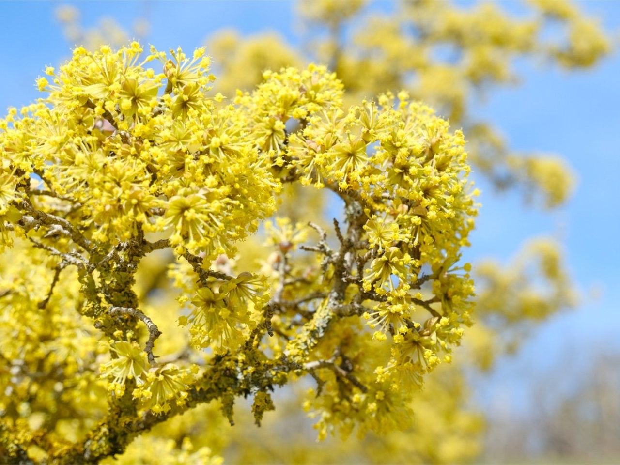 Closeup of yellow flowers on a Cornus mas tree