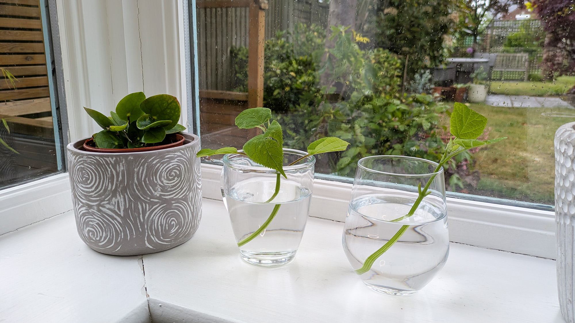 Hydrangea cutting