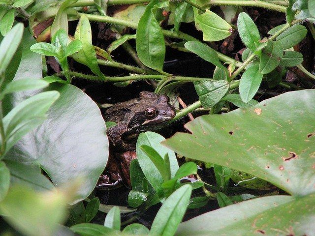 garden frog