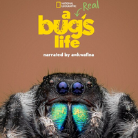 A Real Bug's Life (Season 2) | Disney Plus | New episodes weekly