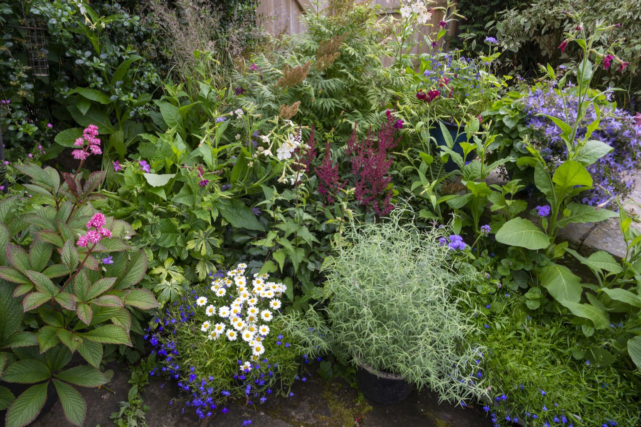 Plants growing in pots in a summer garden