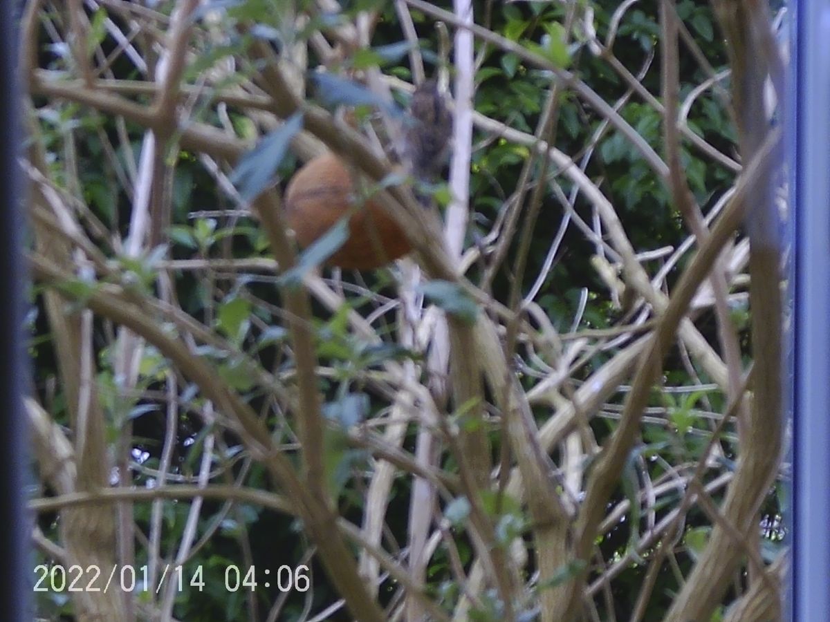 Sample images from the Camonity 12x32 binoculars